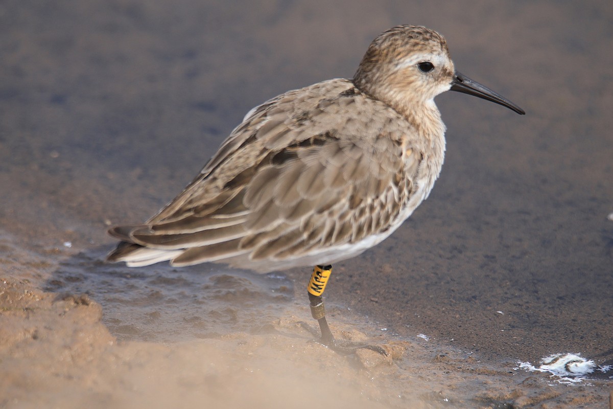 黑腹濱鷸 - ML643597354