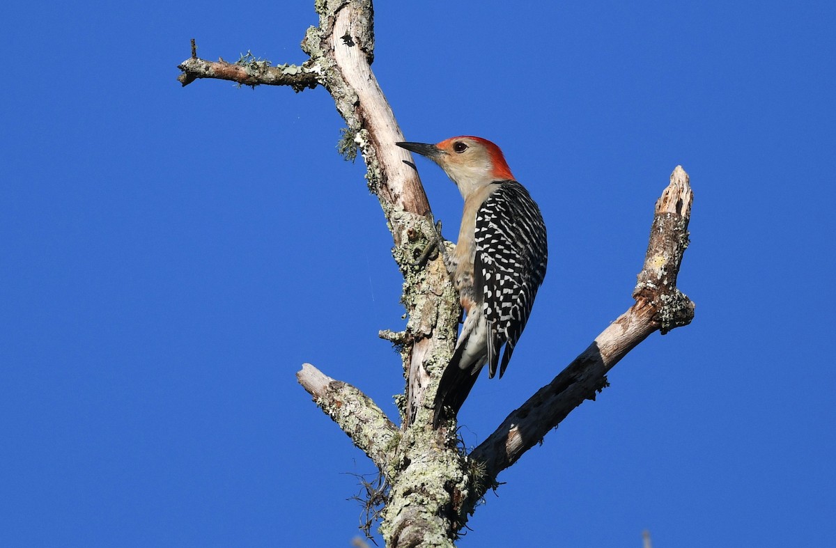 Red-bellied Woodpecker - ML643597364