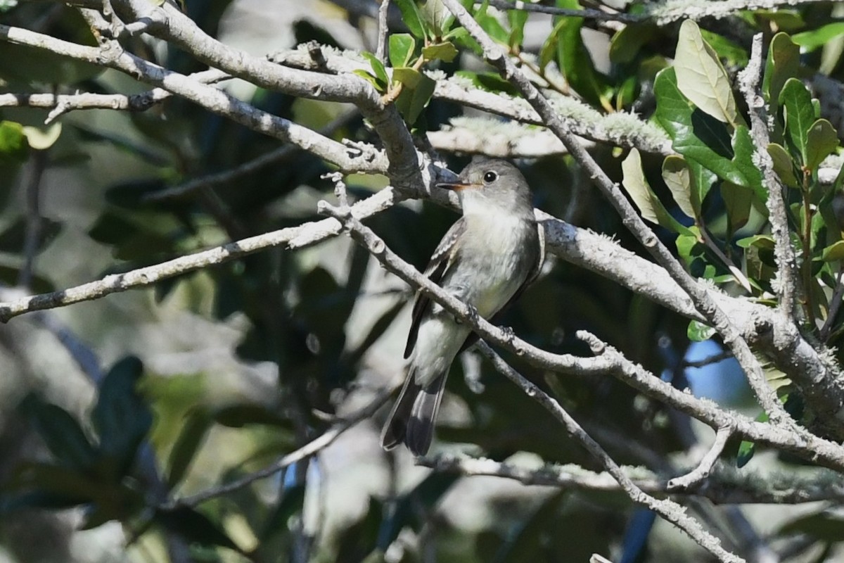 Eastern Wood-Pewee - ML643597368