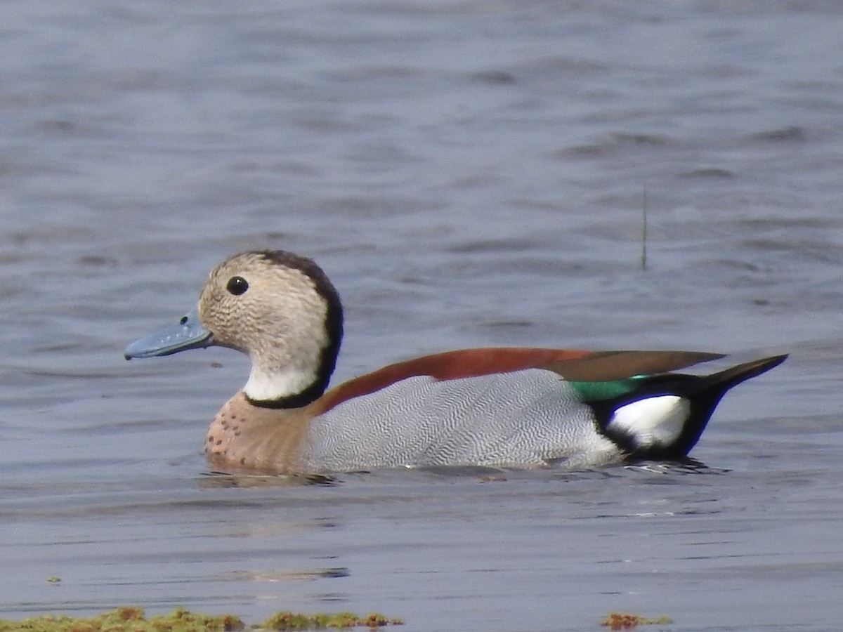 kachnička šedoboká - ML643597370