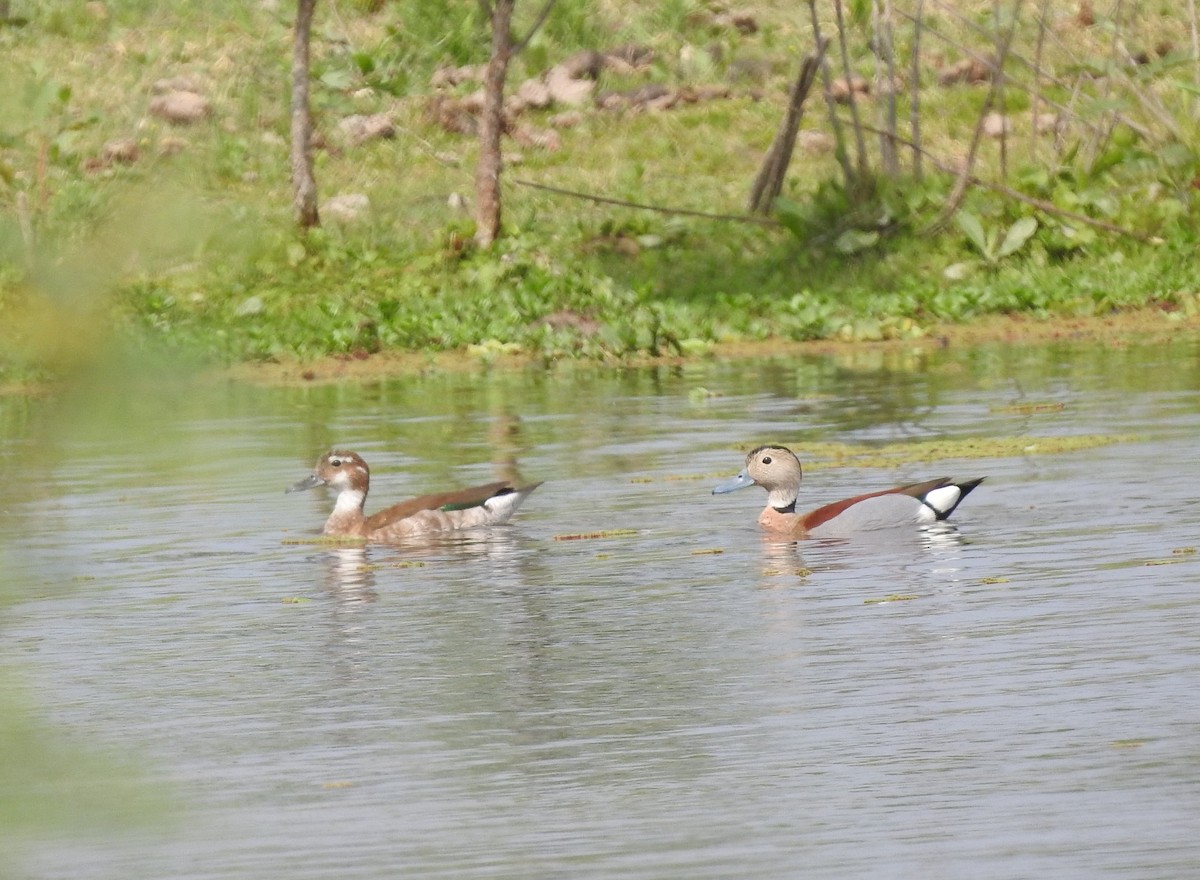 kachnička šedoboká - ML643597371