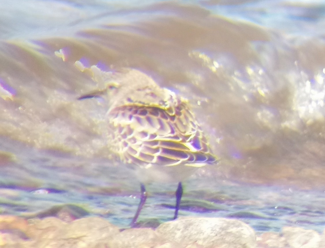 White-rumped Sandpiper - ML643597374