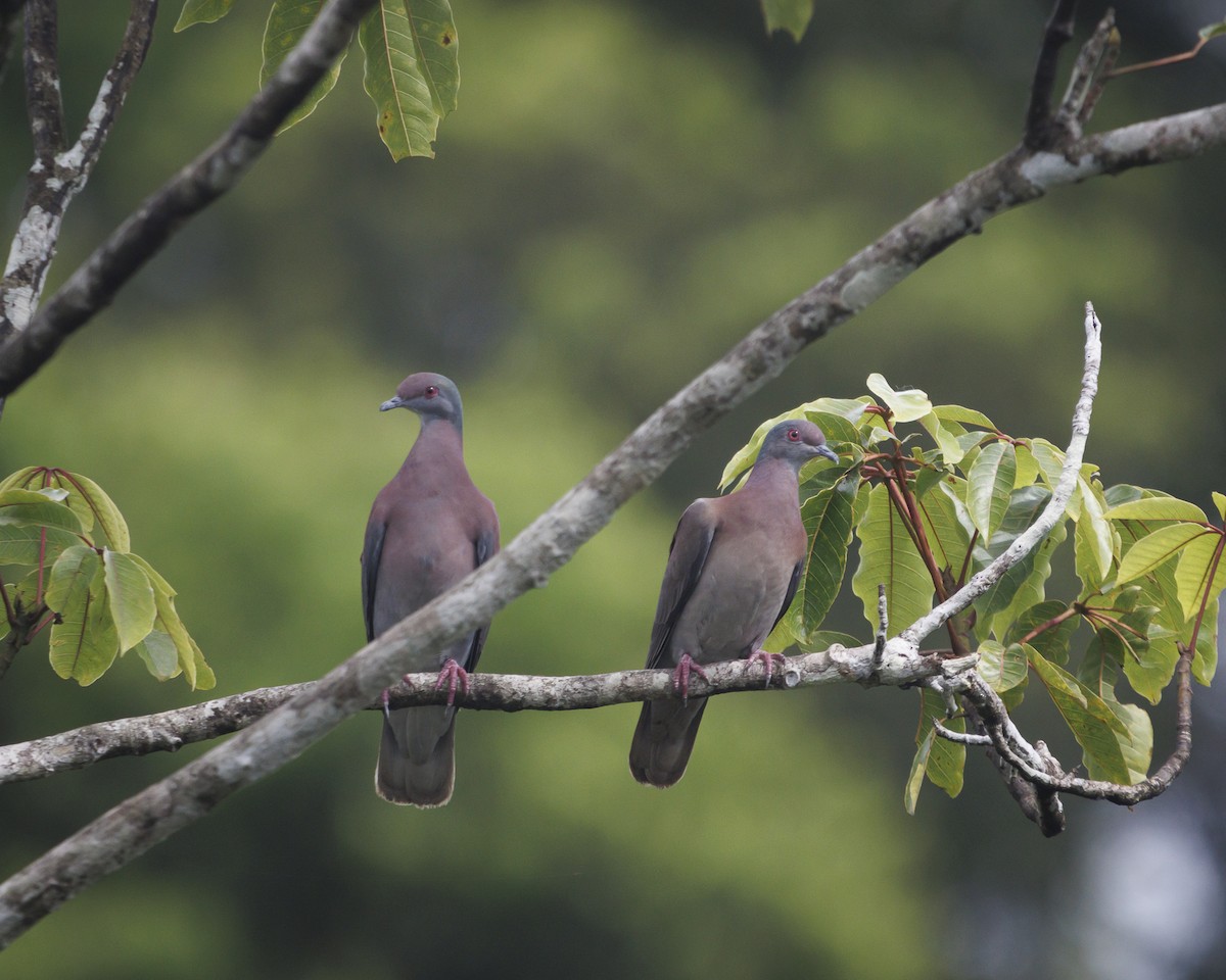 Pale-vented Pigeon - ML643597376