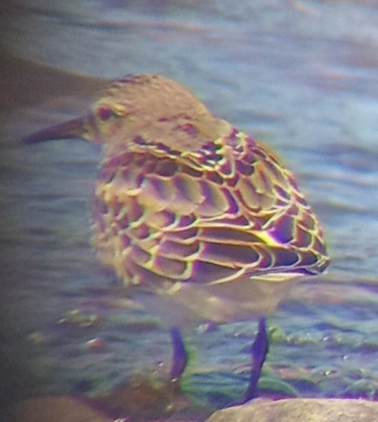White-rumped Sandpiper - ML643597382