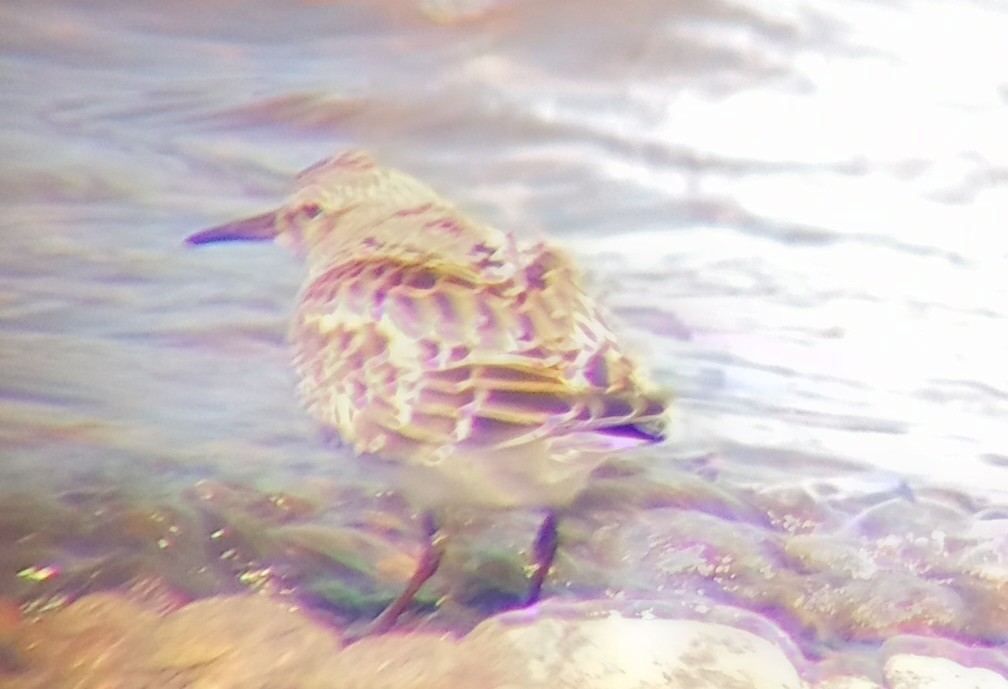 White-rumped Sandpiper - ML643597383