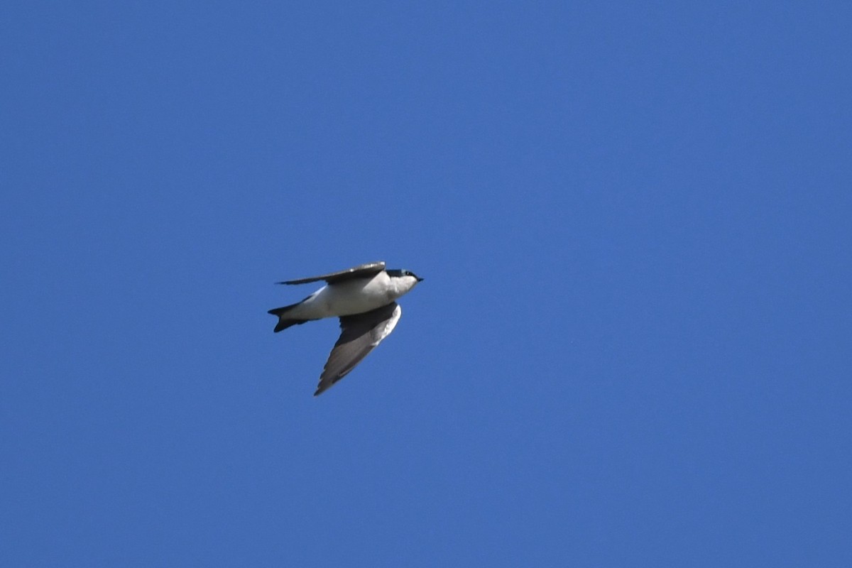 Tree Swallow - ML643597390