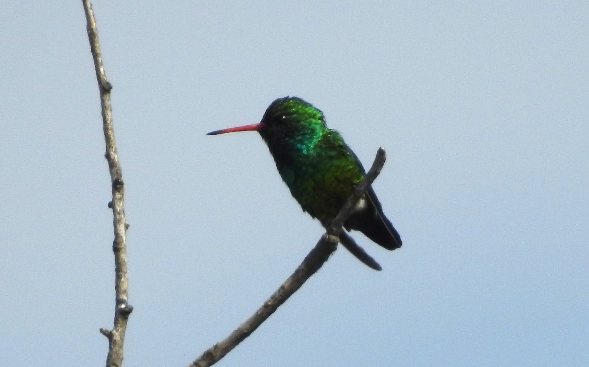 kolibřík lesklobřichý - ML643597397