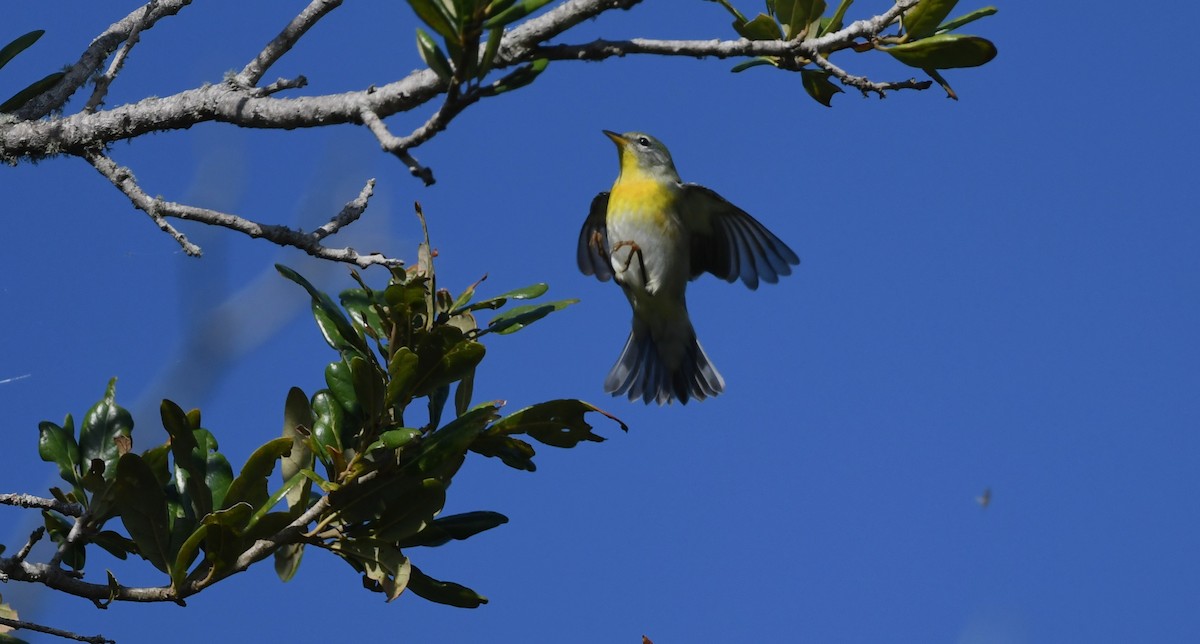 Northern Parula - ML643597405