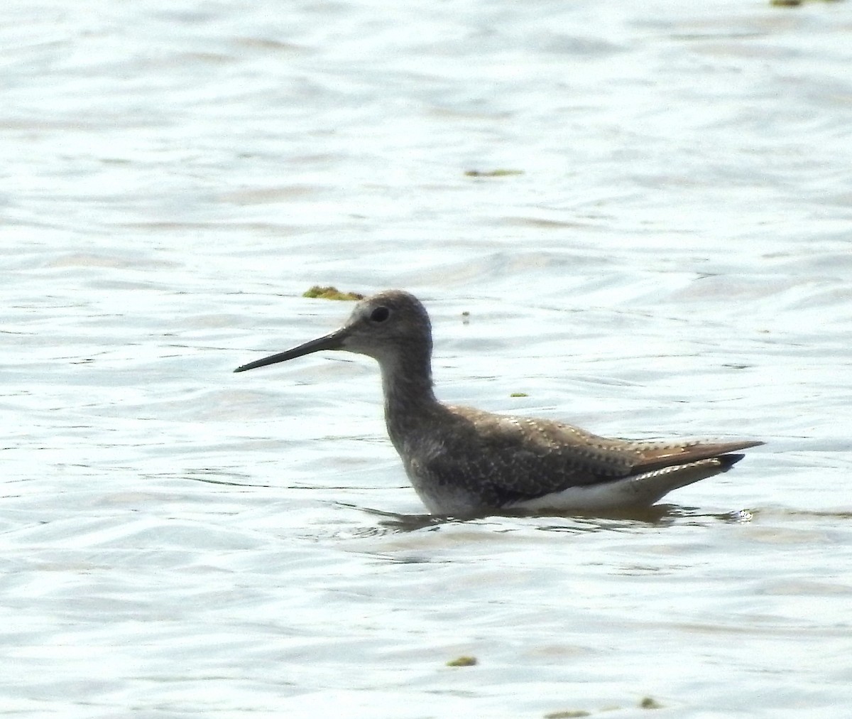 vodouš velký - ML643597412