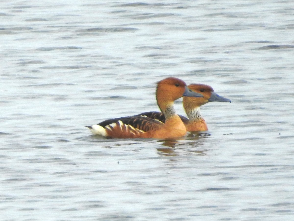 husička bažinná - ML643597430