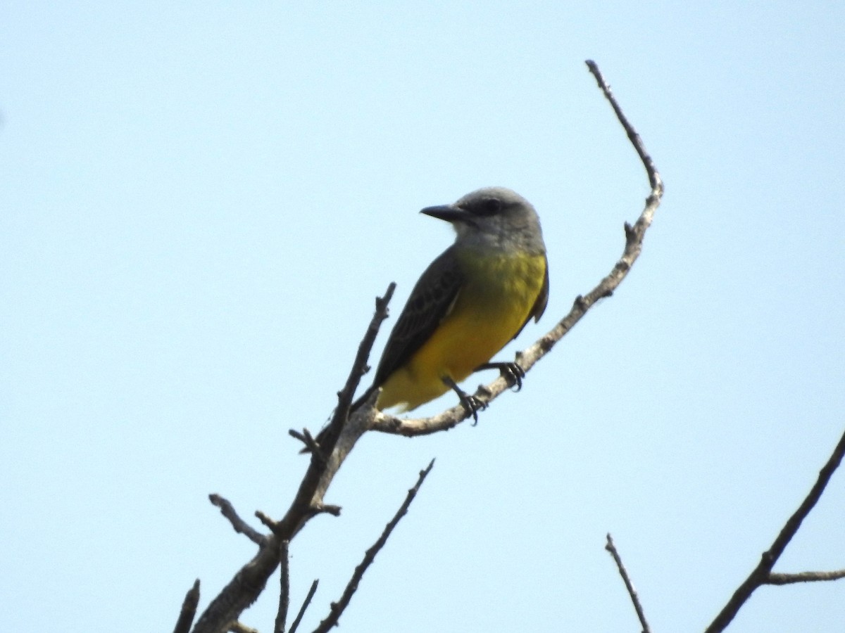 Tropical Kingbird - ML643597445