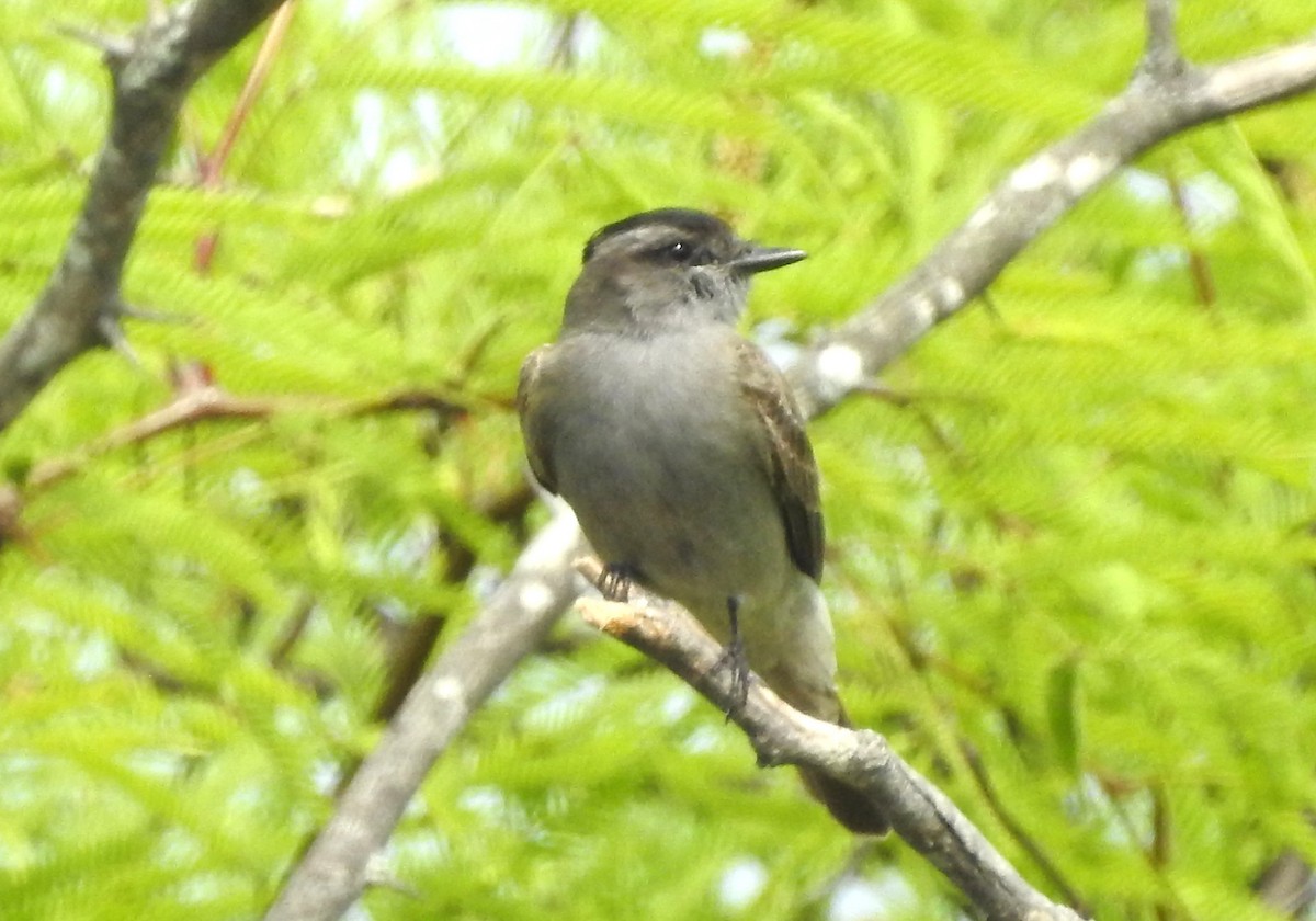 Crowned Slaty Flycatcher - ML643597454