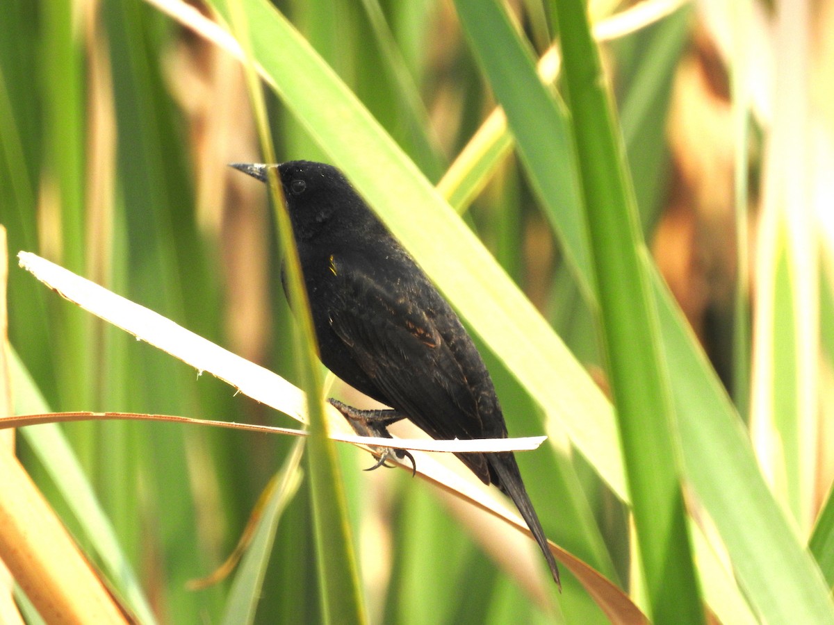 Yellow-winged Blackbird - ML643597460