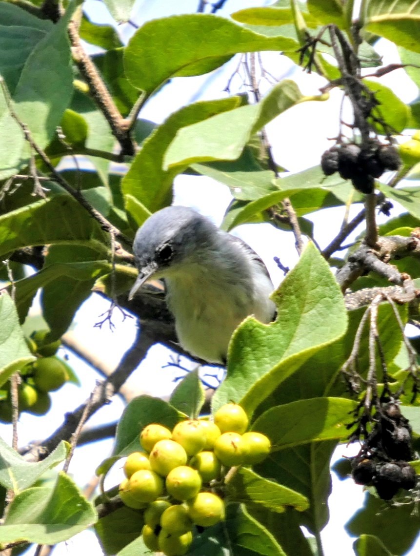Blue-gray Gnatcatcher - ML643597524
