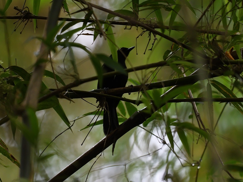 Weißbinden-Ameisenvogel - ML643597545