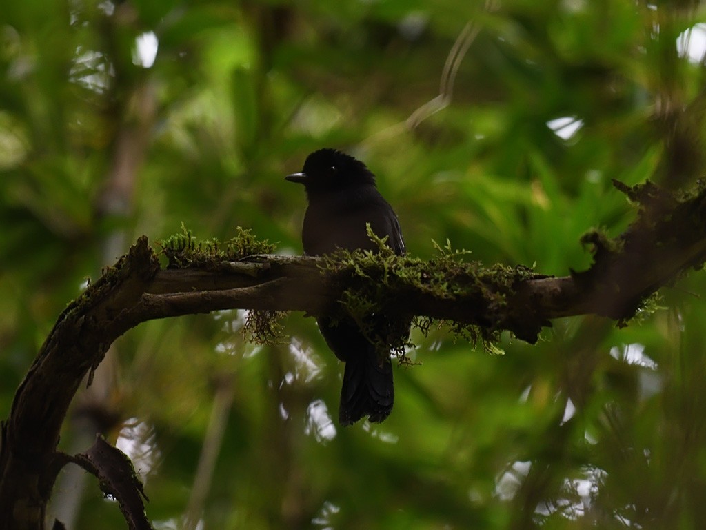 Weißbinden-Ameisenvogel - ML643597549