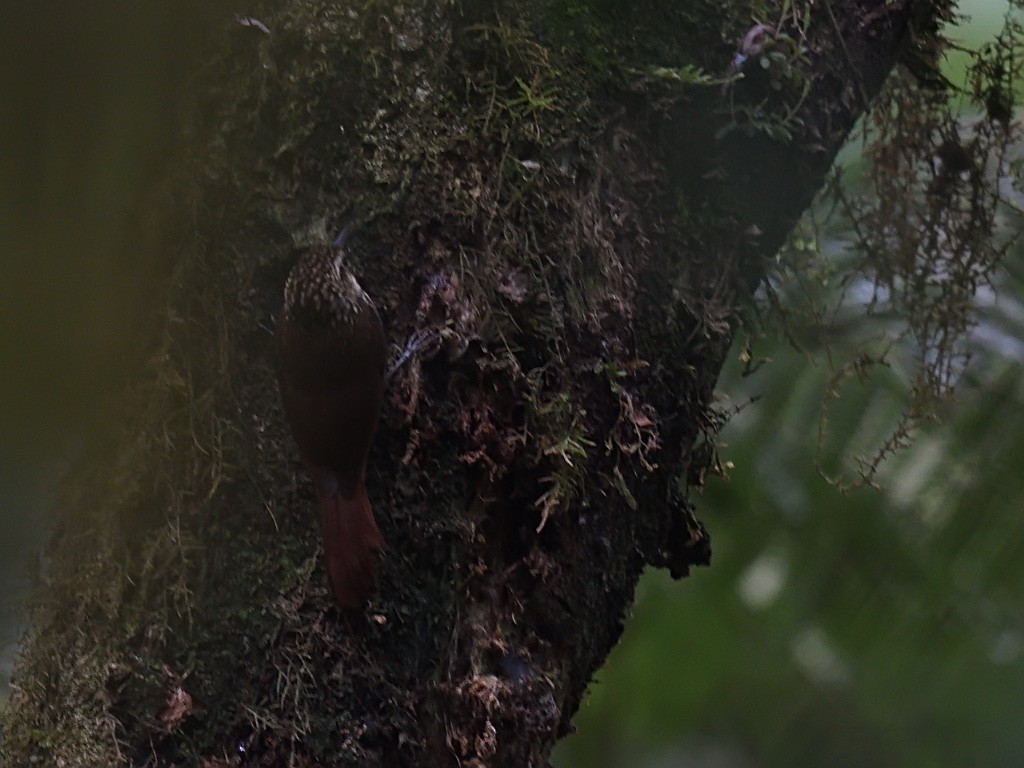 Lesser Woodcreeper - ML643597566