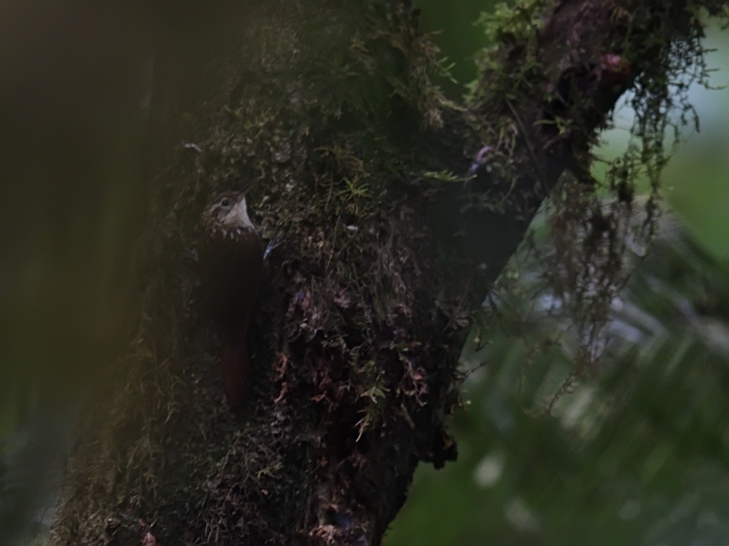 Lesser Woodcreeper - ML643597567