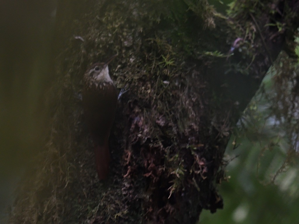 Lesser Woodcreeper - ML643597568
