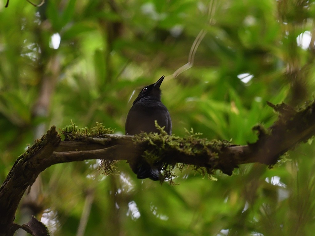 Weißbinden-Ameisenvogel - ML643597570