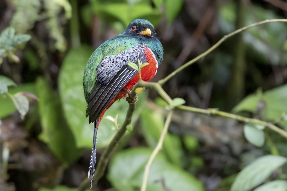 trogon škraboškový - ML643597579