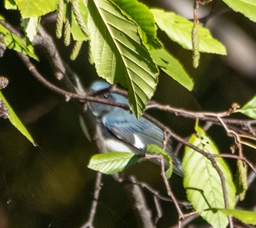 Paruline bleue - ML643597595
