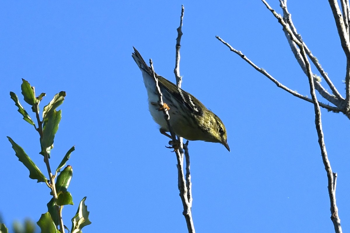 Blackpoll Warbler - ML643597604