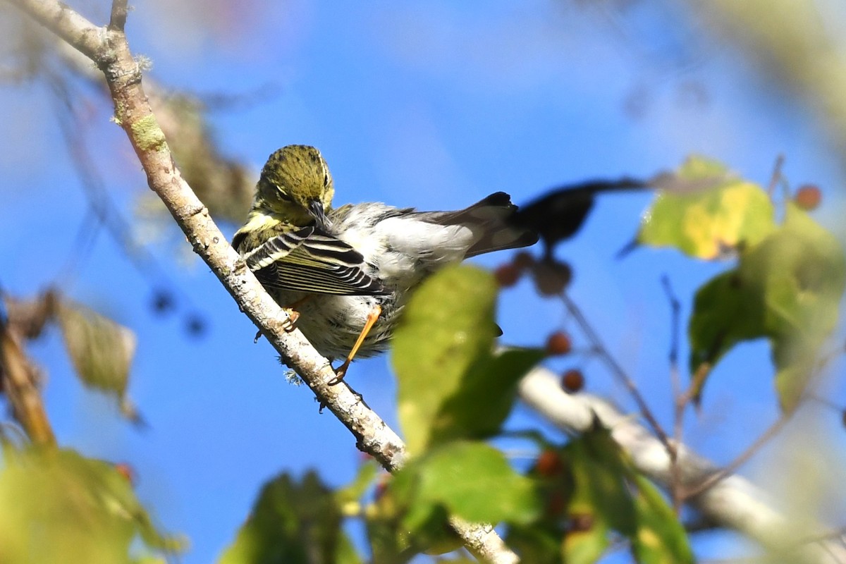 Blackpoll Warbler - ML643597605