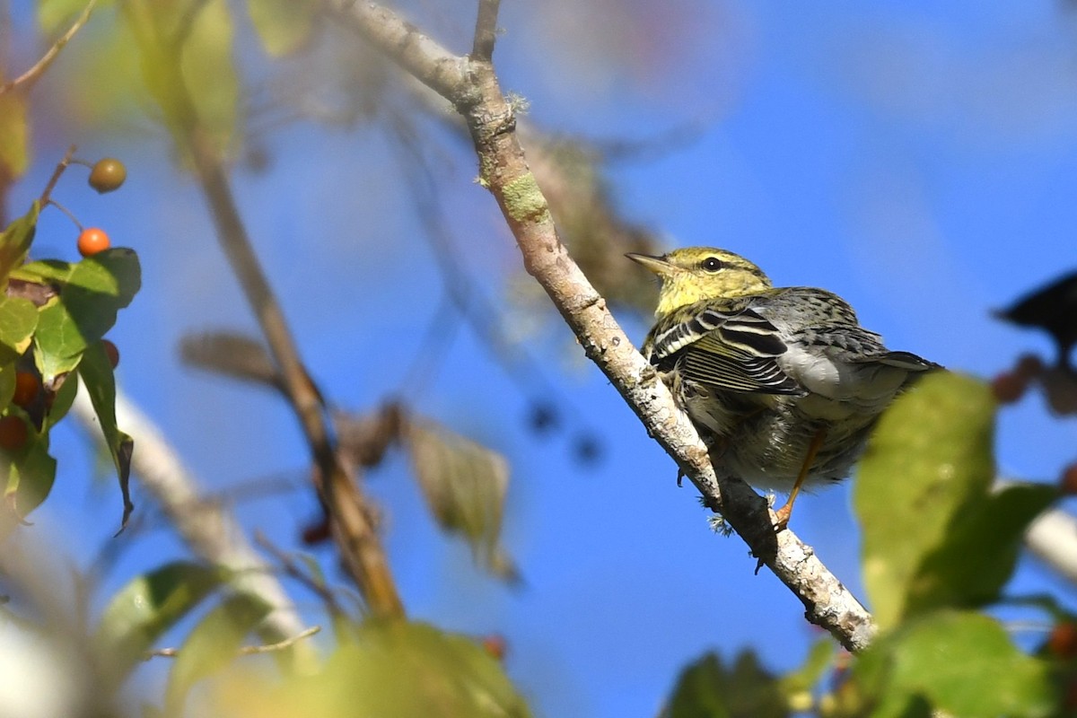 Blackpoll Warbler - ML643597606