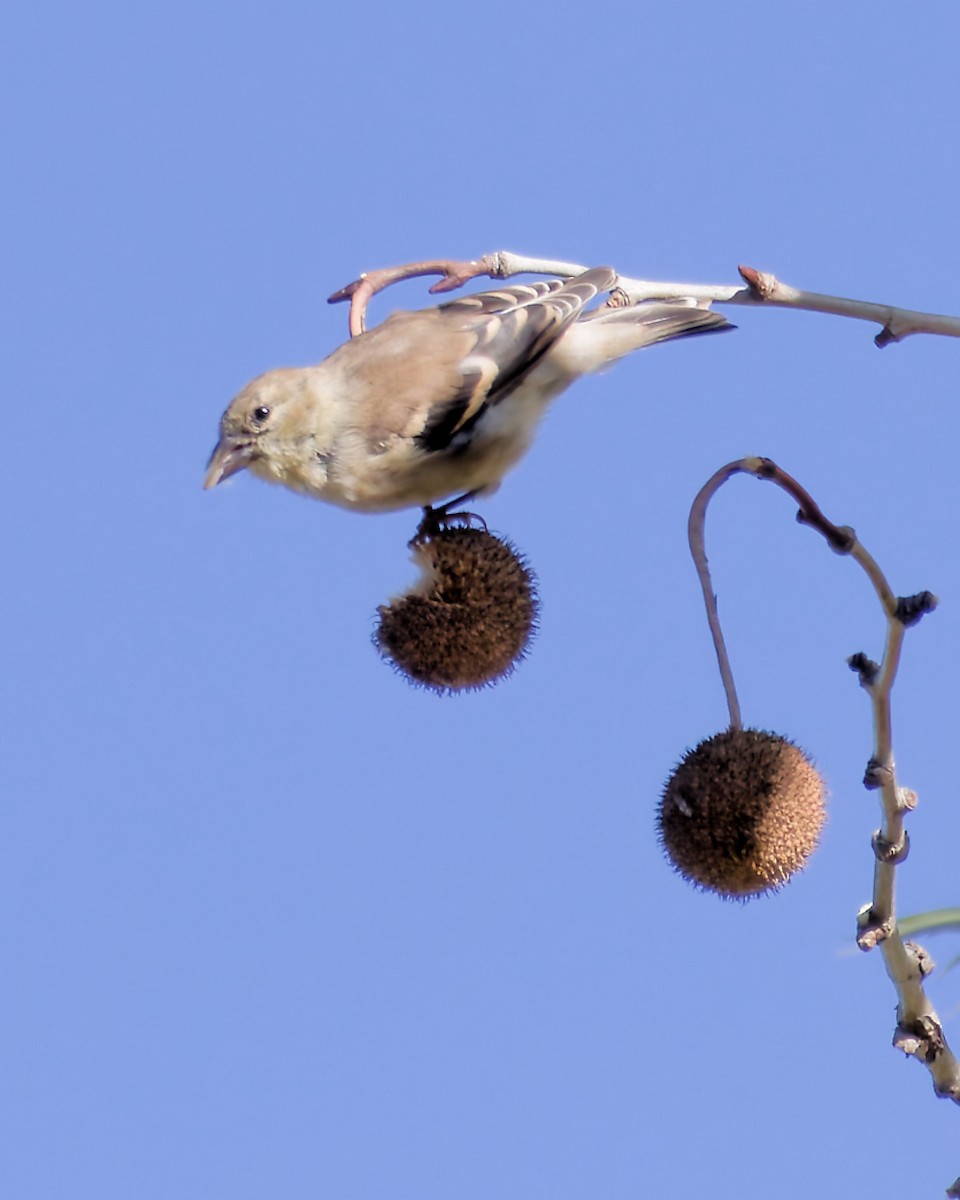 gulstillits - ML643597642