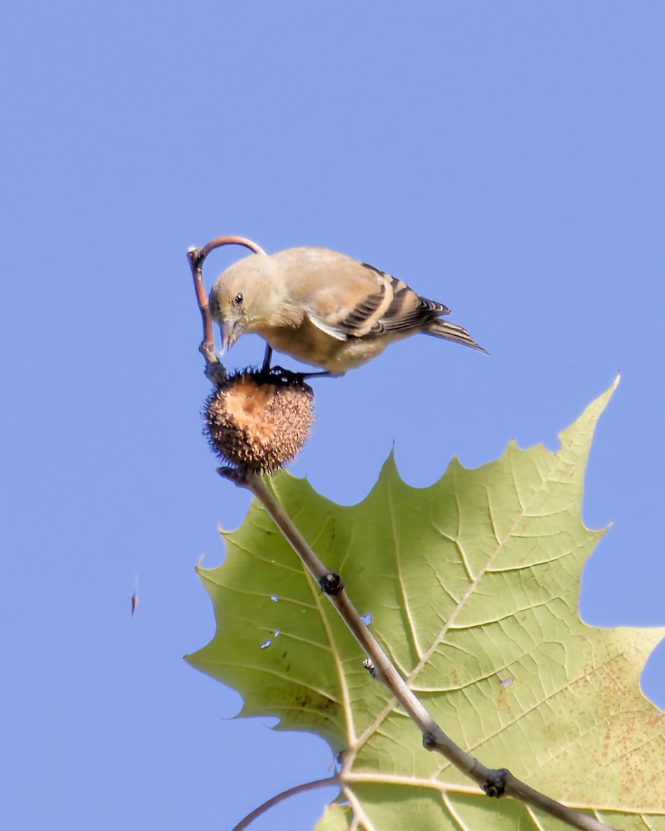 gulstillits - ML643597643