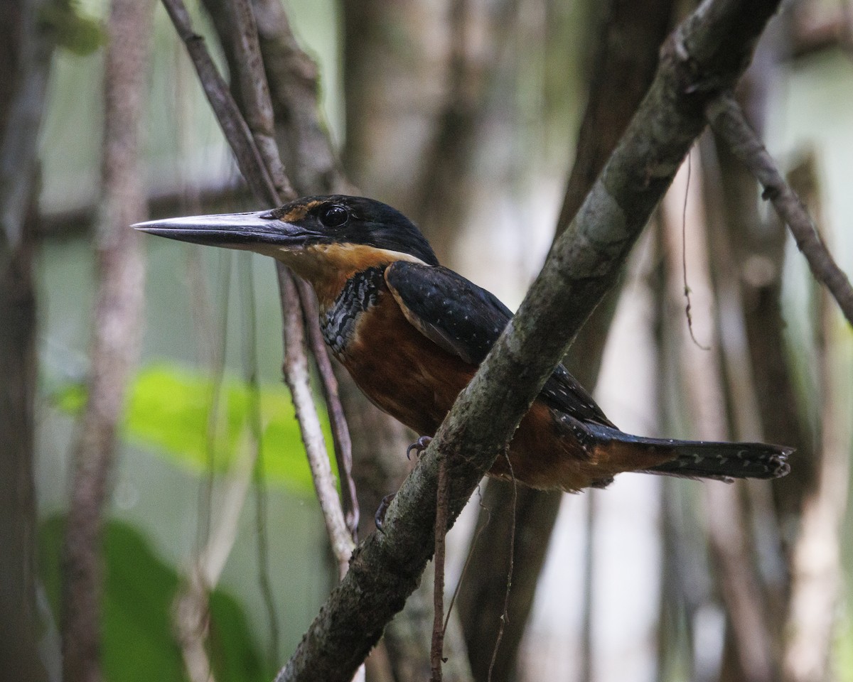 Green-and-rufous Kingfisher - ML643597660