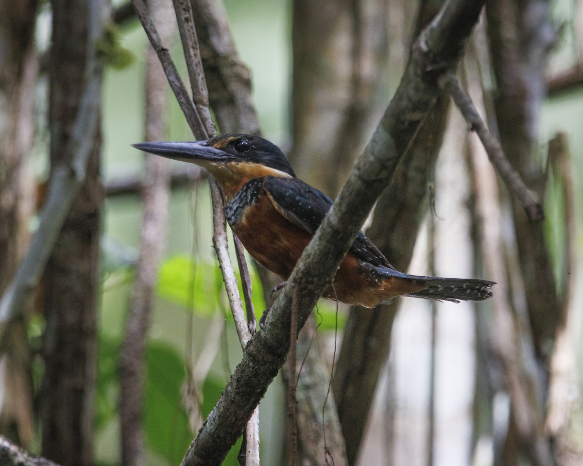 Green-and-rufous Kingfisher - ML643597661