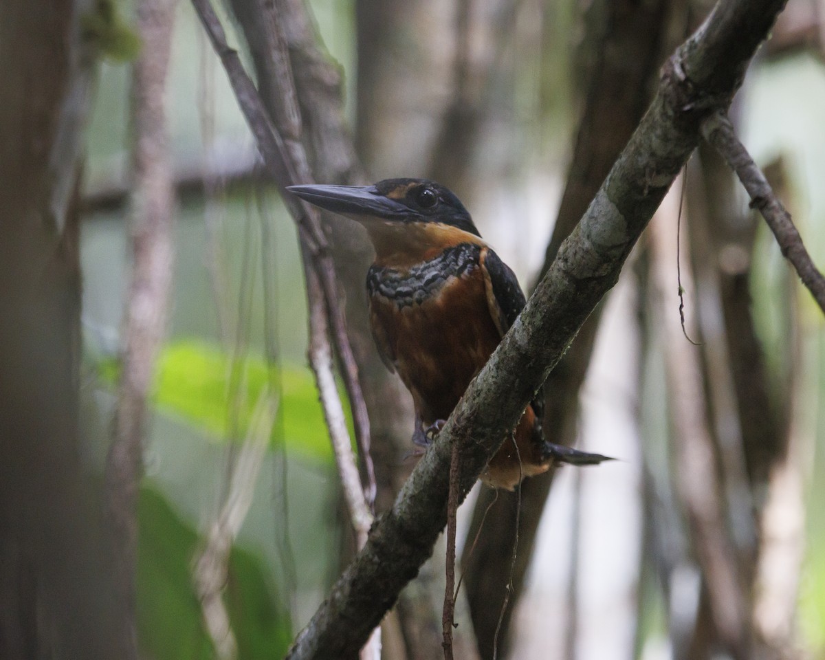 Green-and-rufous Kingfisher - ML643597662