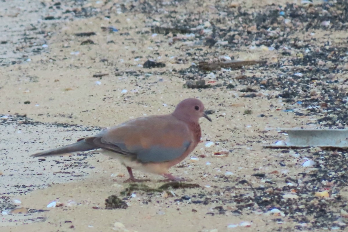 Tórtola Senegalesa - ML643597668