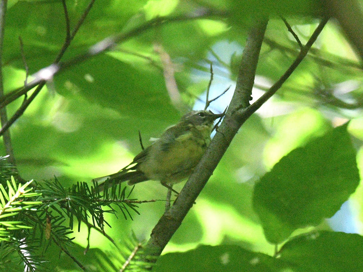 Black-throated Blue Warbler - ML643597699