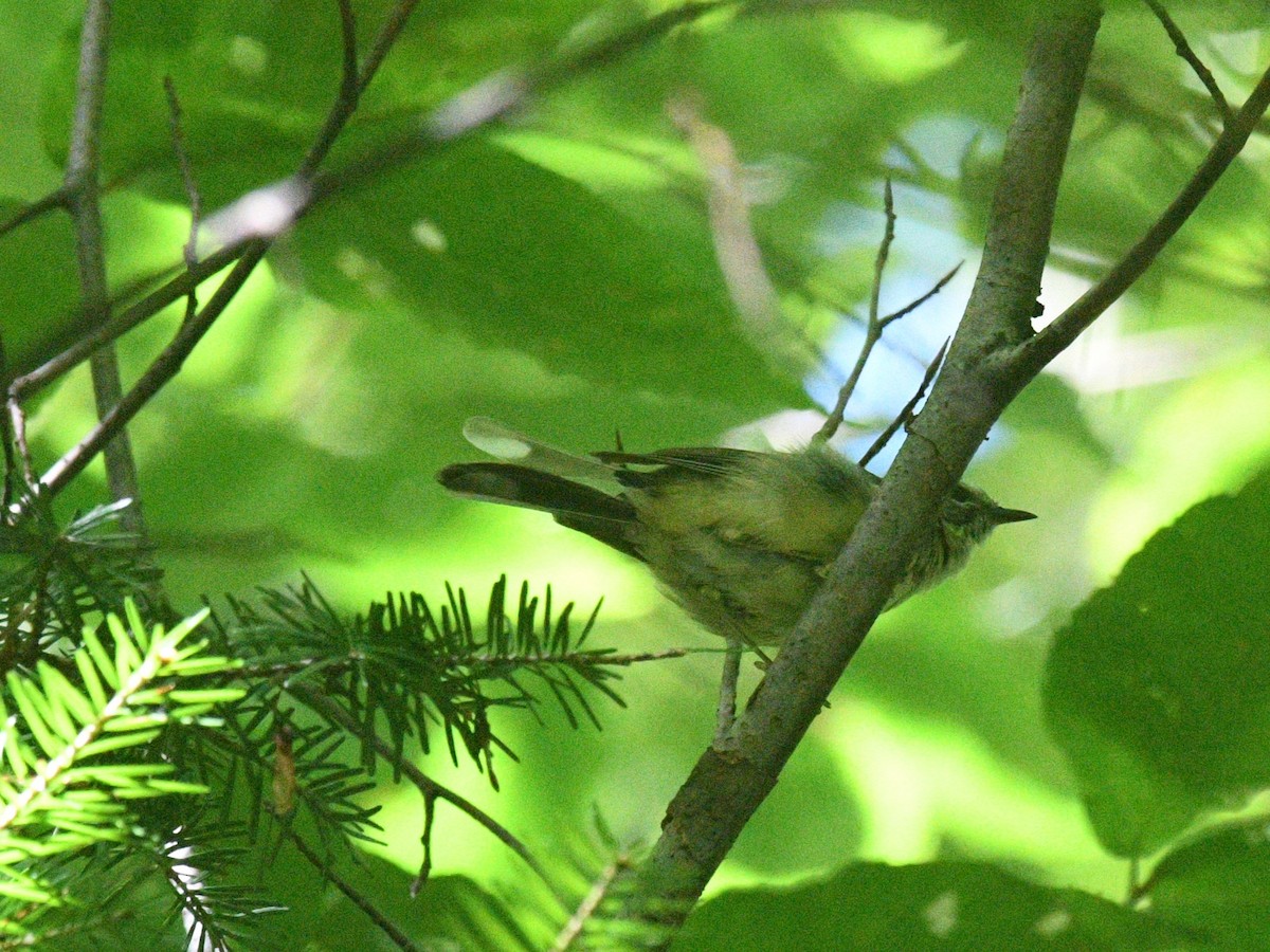 Black-throated Blue Warbler - ML643597700
