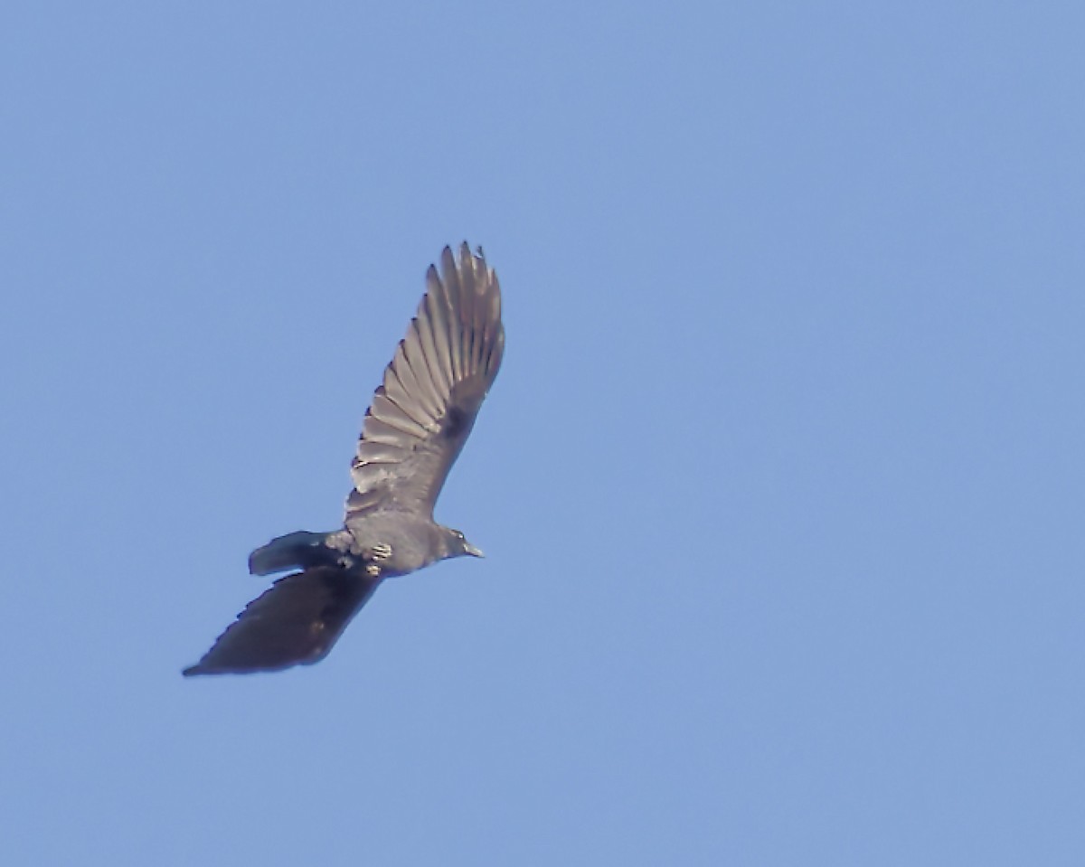 American Crow - ML643597739