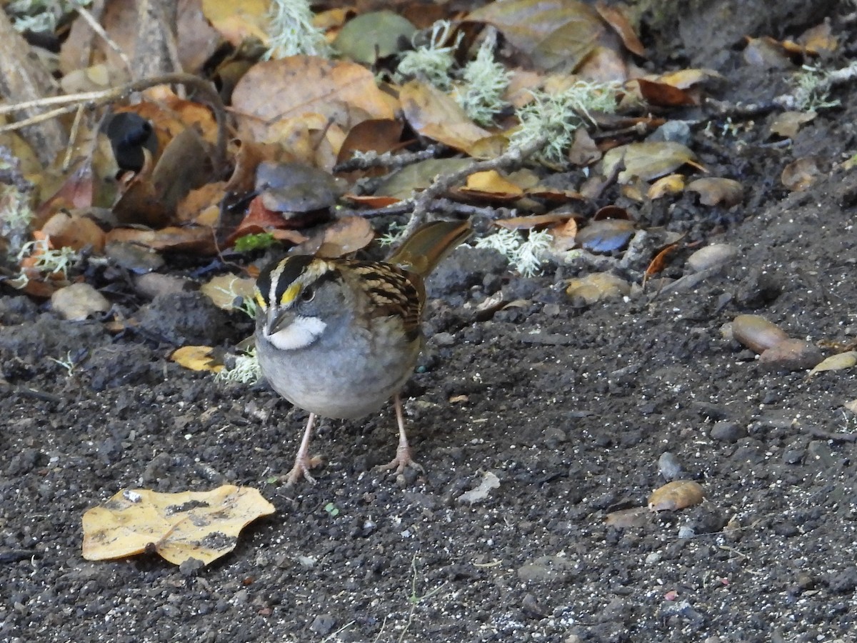 White-throated Sparrow - ML643597744