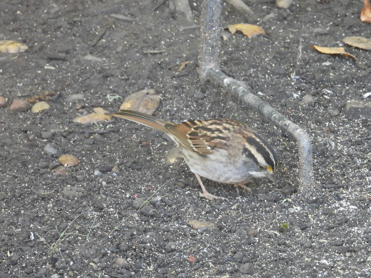 White-throated Sparrow - ML643597752