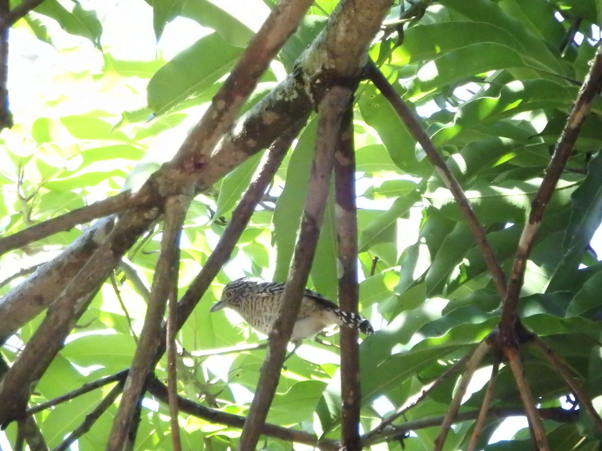 Barred Antshrike - ML643597769