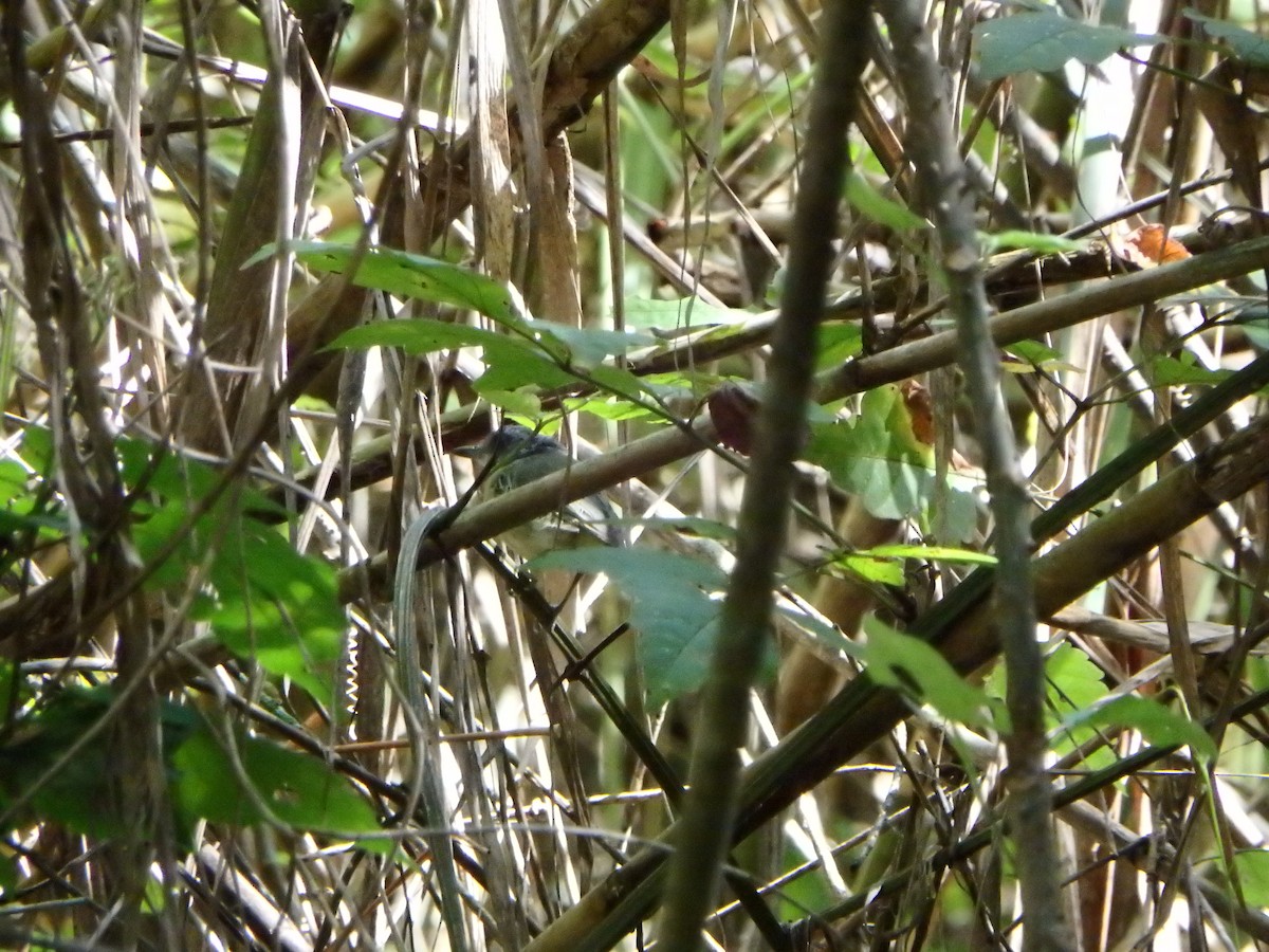 Olivgrau-Ameisenvogel - ML643597774