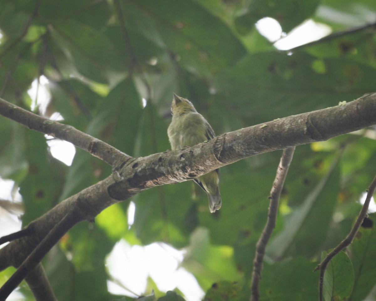 Wing-barred Piprites - ML643597778