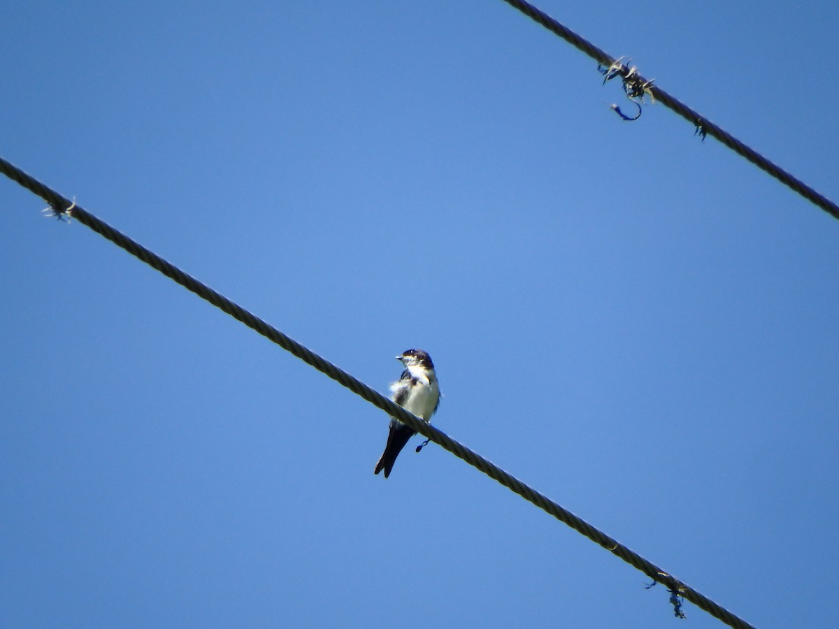 Blue-and-white Swallow - ML643597839