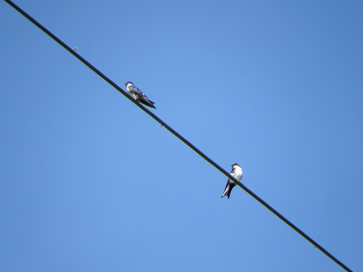Blue-and-white Swallow - ML643597847