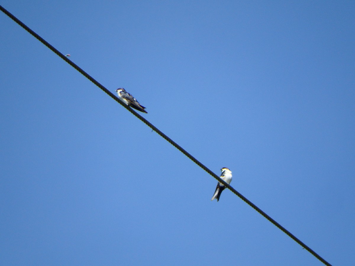 Blue-and-white Swallow - ML643597851