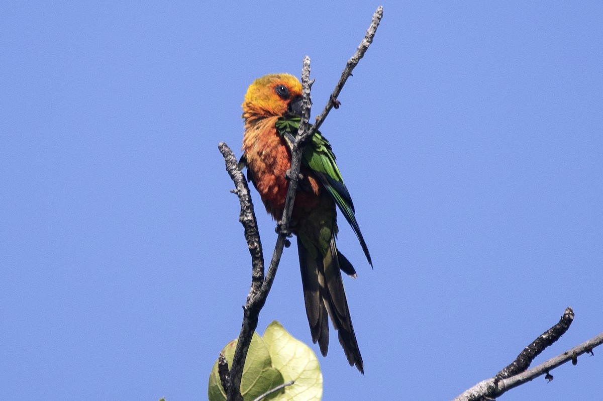 Jandaya Parakeet - ML643597856