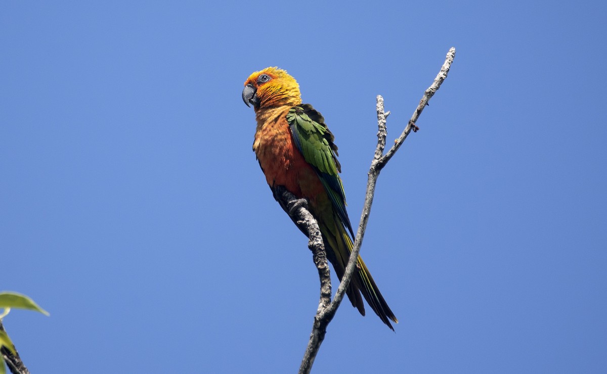 Jandaya Parakeet - ML643597857