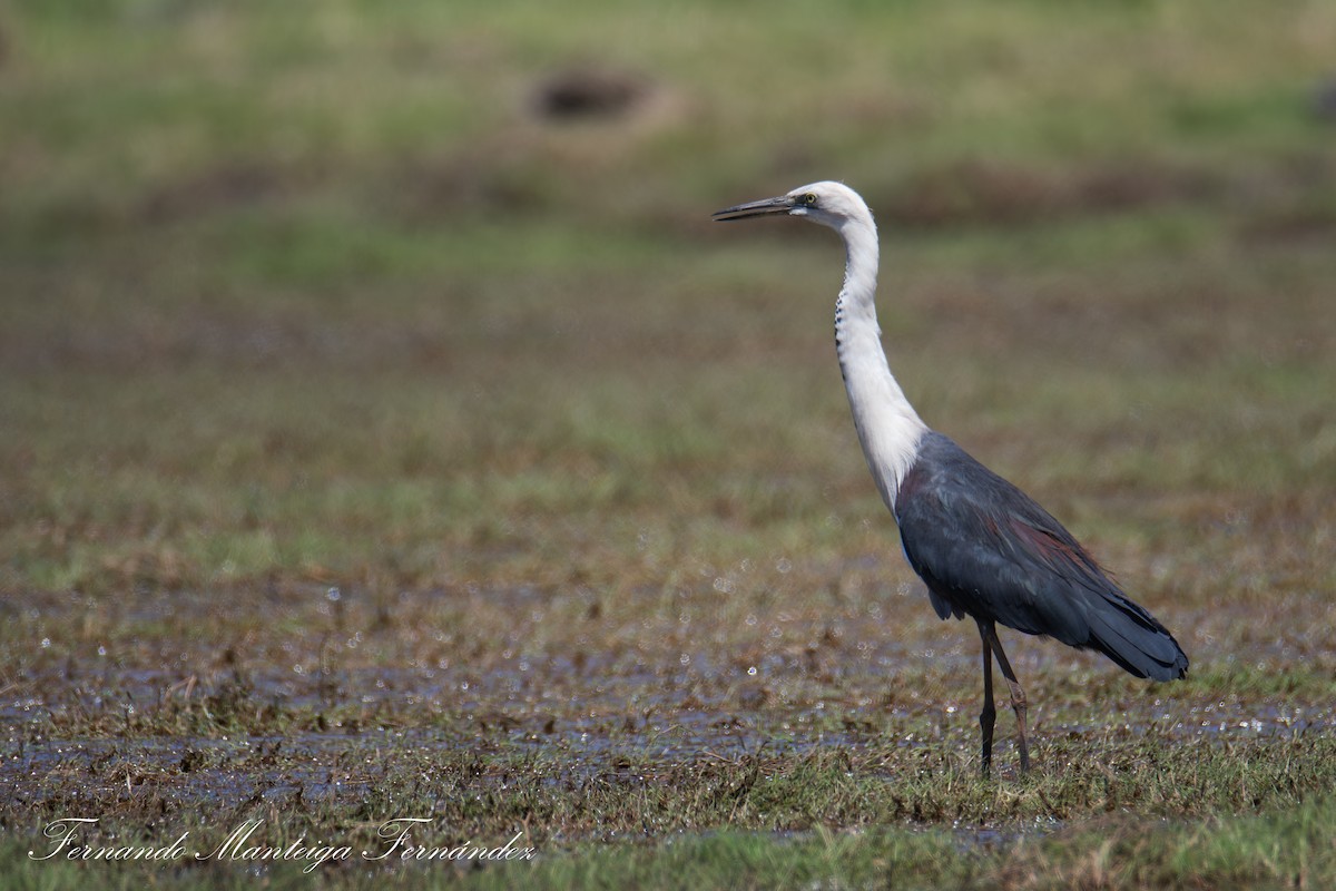 Pacific Heron - ML643597865