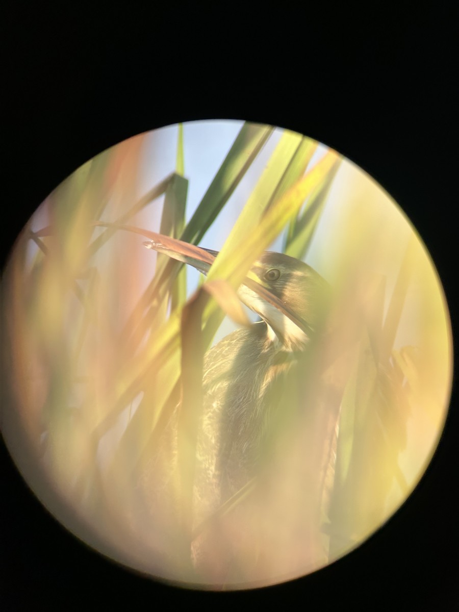 American Bittern - ML643597868